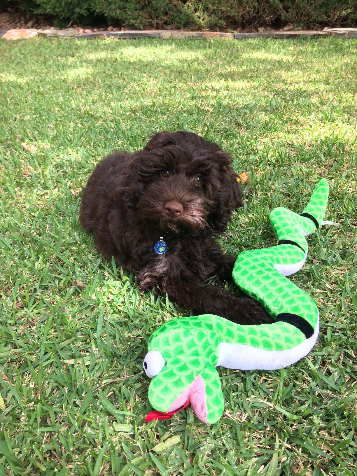 Archie at home