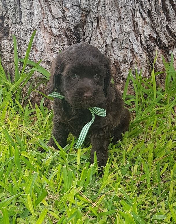 Archie pup
